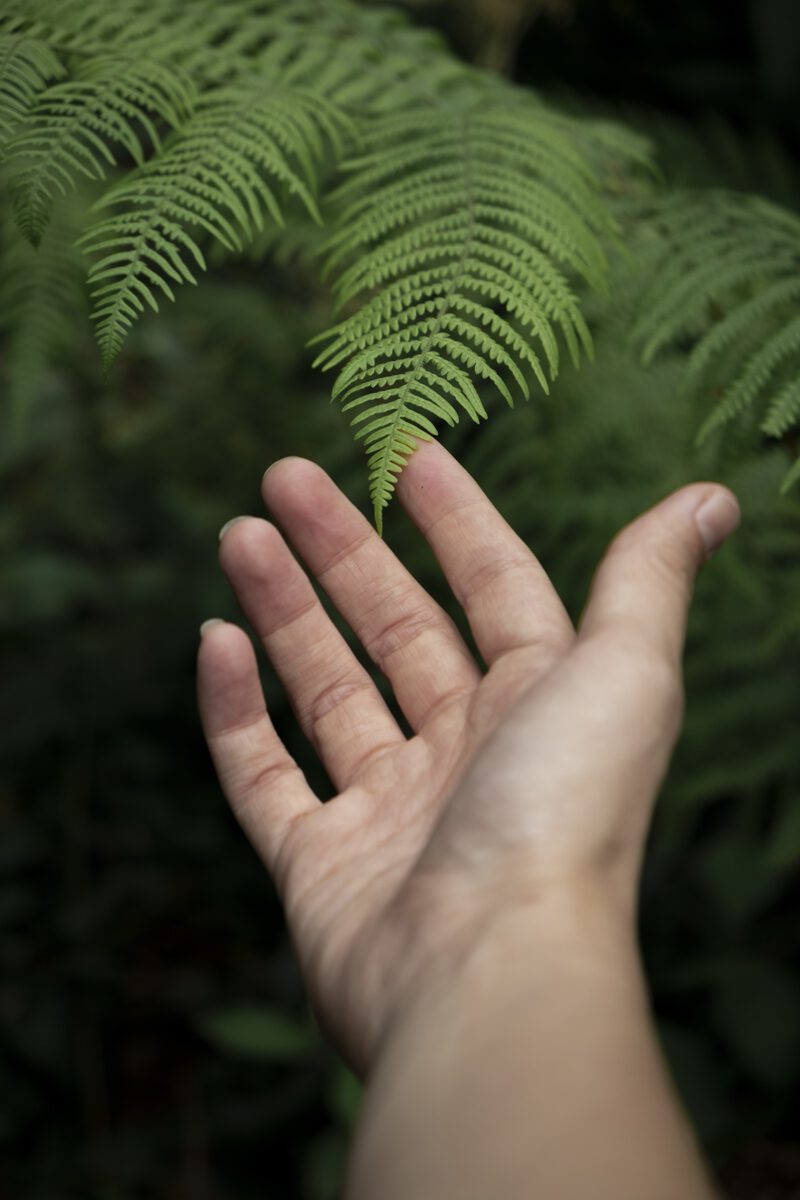 Hand greift einen Farn